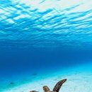 용인대청룡태권도장 이미지