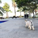 보리토리 이미지