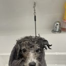 핫도그 애견 이미지