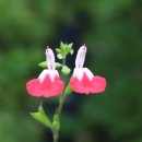 허브향기 이미지