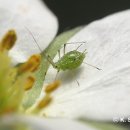 수염농장 이미지