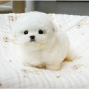 유성대로5 | 대전강아지분양 책임감있는 분양 후기