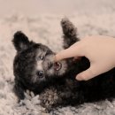 강아지분양 더펫 이미지