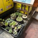 스마일꽈배기전주