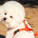 퍼피랜드 이미지