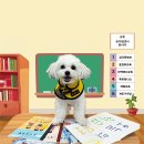 옐레드 애견유치원&애견호텔 대구신월성점 이미지