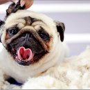 꿈의 애견미용 이미지