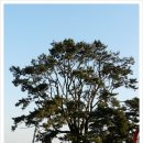 당목마을 당제 이미지