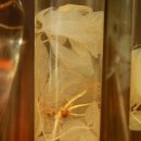 심마니 산약초 이미지