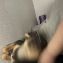 쥬라기동물종합병원 이미지