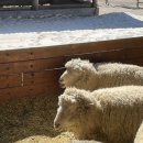 포동목장 이미지