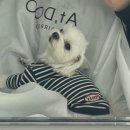 댕댕이 머리하는 날 이미지
