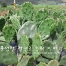 풍성한 천년초농원 이미지