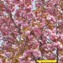 분홍 겹벚꽃-대화동 이미지