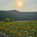 여름엔 여기!"… 7월에 꼭 가봐야 할 연꽃과 해바라기 명소 4곳 추천 이미지