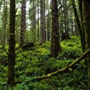 숲(Forest) 이미지