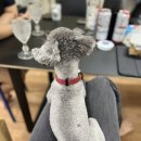 아인슈타인유치원 | 아인슈타인 토이푸들 6월 1-2주 일기