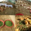 월정유기농장(정심원) 이미지