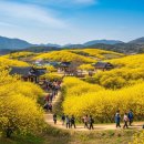 열매마을9단지(아)경로당 | 2026 구례산수유꽃축제 개화현황부터 주차장 꿀팁까지!