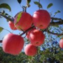 사과나무 이미지