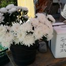 봉하마을 공영주차장　 이미지