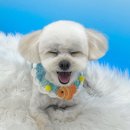 아뭉아뭉 반려견 미용실 이미지