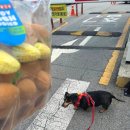 익산 애견 실내놀이터 이리온 이용 후기, 여름이와 다녀왔어요