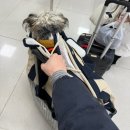 멈머 | 강아지 비행기 이동가방 실사용 후기 l 멈머 윈디백 vs 밀리옹 베이글백 비교