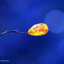 강변 뒷뜰 이미지