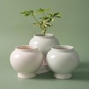 아침향기 이미지