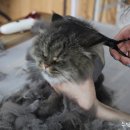 냥이 이발소 이미지