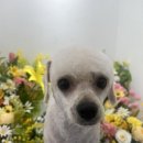 멍그라미 이발소 이미지