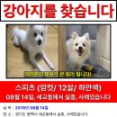 하얀강아지 이미지