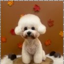 완산애견 이미지