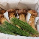 이보푸드 이미지