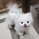 고운손길 | 웨딩일지 #1 : 화견 하리의 변신 일기 (고운손길 애견미용)