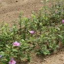 흥덕초등학교 이미지