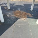 한마음초등학교 병설유치원 이미지