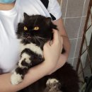 Healthy Cat Daum카페
