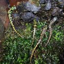 파충류샵 렙타일스테이션 이미지