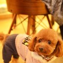 토미펫샵 이미지