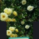 꽃을주는사람 이미지