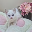 오즈캣 DMC점 이미지