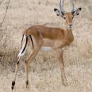 뽑기샾 | 로드 아프리카 7국 25DAY] 아프리카 패키지여행후기 2일차 : 케냐 나이로비🇰🇪(더 보마 호텔, 야마초마...