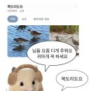 디게라지