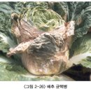 배추 - 병해(질병) 밑둥썩음병(Bottom rot), 균핵병(Sclerotinia rot), 흰무늬병 이미지