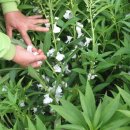 삼아농장 이미지