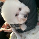 도니바니 애견유치원 이미지