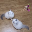 말괄냥이 이미지