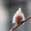 식물원 강아지 이미지